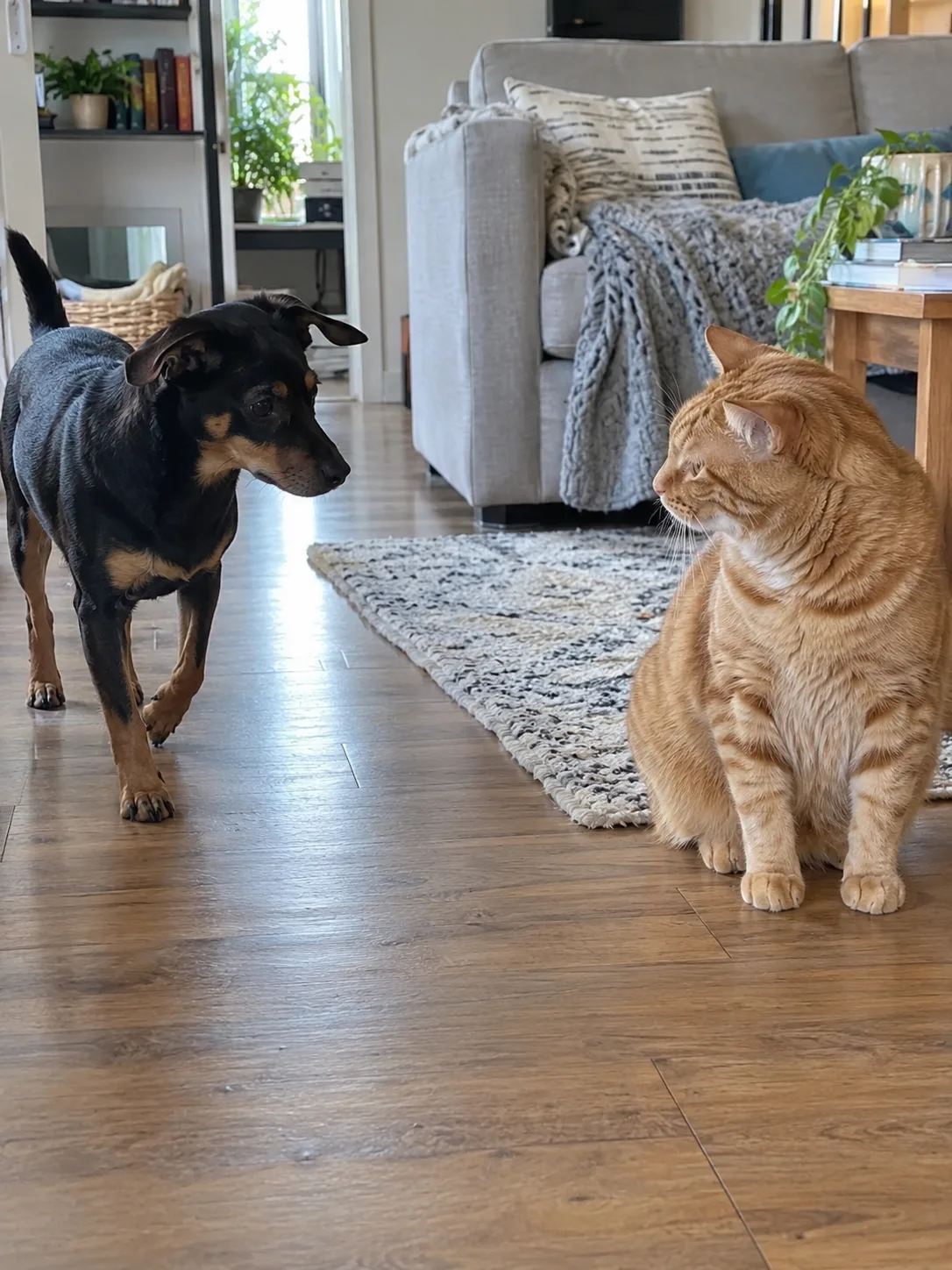 A black dog and an orange cat facing each other in a living room