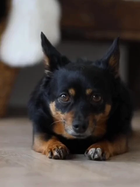 A little black and tan dog resting its chin by its paws and looking toward you